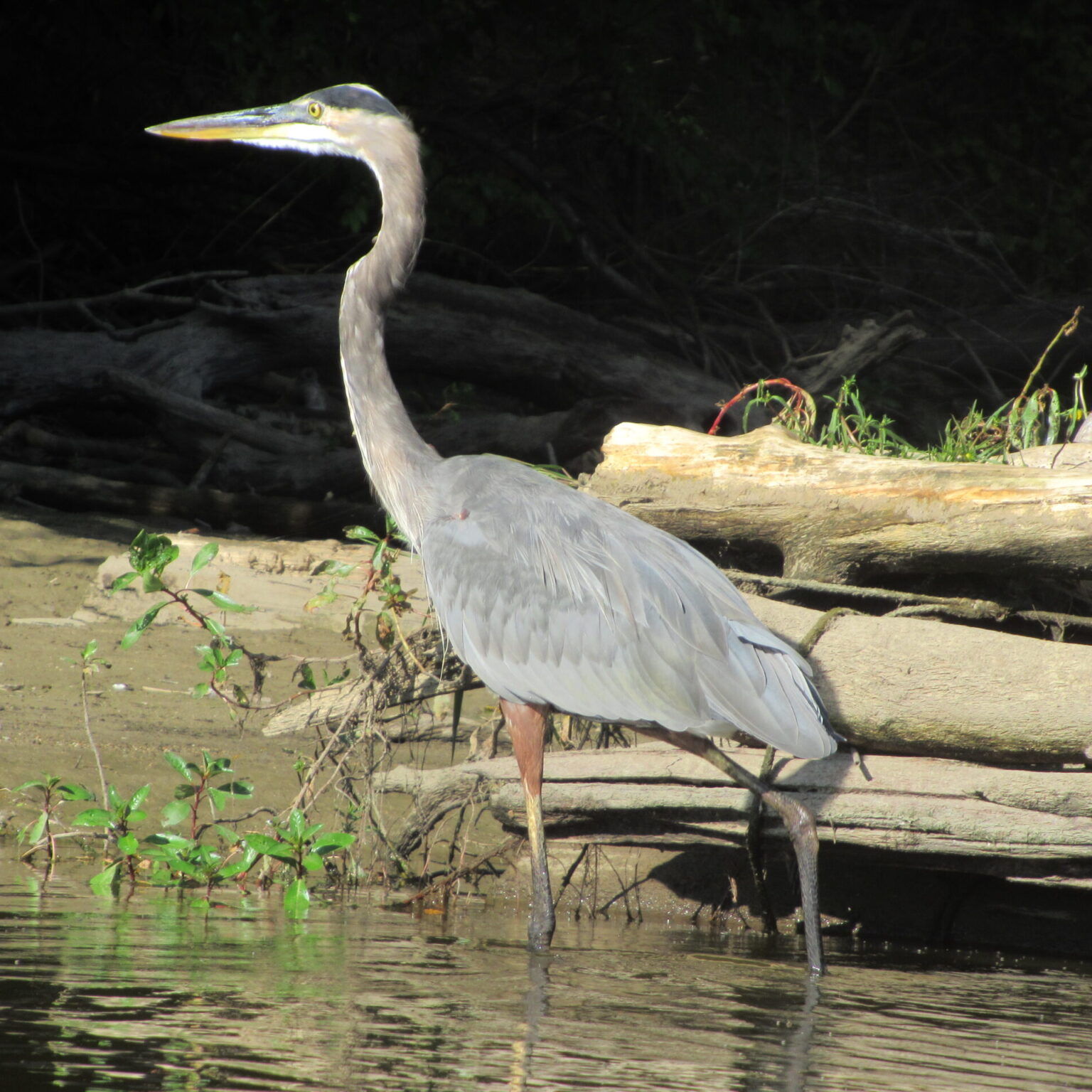 Blue Herron - Photos by Brooks